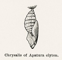 Chrysalis of Apatura clyton (Emperors).  Digitally enhanced from our own publication of Moths and butterflies of the United States (1900) by Sherman F. Denton (1856-1937).