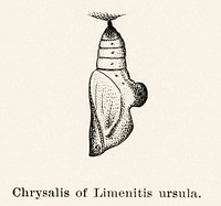Chrysalis of Limenitis ursula (Red-spotted Purple).  Digitally enhanced from our own publication of Moths and butterflies of the United States (1900) by Sherman F. Denton (1856-1937).