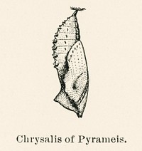 Chrysalis of Pyrameis (Brush-footed Butterflies).  Digitally enhanced from our own publication of Moths and butterflies of the United States (1900) by Sherman F. Denton (1856-1937).