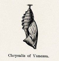 Chrysalis of Vanessa (Brush-footed Butterflies).  Digitally enhanced from our own publication of Moths and butterflies of the United States (1900) by Sherman F. Denton (1856-1937).