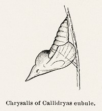 Chrysalis of Callidryas eubale (Sulphur).  Digitally enhanced from our own publication of Moths and butterflies of the United States (1900) by Sherman F. Denton (1856-1937).