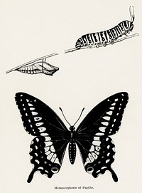 Metamorphosis of Papilio (Butterfly).  Digitally enhanced from our own publication of Moths and butterflies of the United States (1900) by Sherman F. Denton (1856-1937).