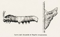 Larva and chrysalis of Papilio creshontes (Giant Swallowtail).  Digitally enhanced from our own publication of Moths and butterflies of the United States (1900) by Sherman F. Denton (1856-1937).