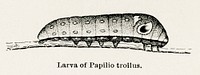 Larva of Papilio troilus (Spicebush Swallowtail).  Digitally enhanced from our own publication of Moths and butterflies of the United States (1900) by Sherman F. Denton (1856-1937).