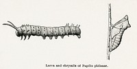Larva and chrysalis of Papilio philenor (Blue Swallowtail).  Digitally enhanced from our own publication of Moths and butterflies of the United States (1900) by Sherman F. Denton (1856-1937).