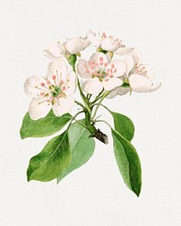 Vintage pear flower illustration mockup. Digitally enhanced illustration from U.S. Department of Agriculture Pomological Watercolor Collection. Rare and Special Collections, National Agricultural Library.