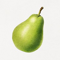 Vintage pear illustration. Digitally enhanced illustration from U.S. Department of Agriculture Pomological Watercolor Collection. Rare and Special Collections, National Agricultural Library.