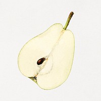 Vintage pear illustration mockup. Digitally enhanced illustration from U.S. Department of Agriculture Pomological Watercolor Collection. Rare and Special Collections, National Agricultural Library.