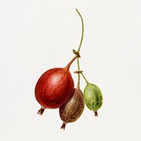 Vintage gooseberries illustration. Digitally enhanced illustration from U.S. Department of Agriculture Pomological Watercolor Collection. Rare and Special Collections, National Agricultural Library.
