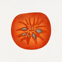 Vintage halved persimmon illustration mockup. Digitally enhanced illustration from U.S. Department of Agriculture Pomological Watercolor Collection. Rare and Special Collections, National Agricultural Library.