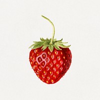 Vintage strawberry illustration mockup. Digitally enhanced illustration from U.S. Department of Agriculture Pomological Watercolor Collection. Rare and Special Collections, National Agricultural Library.