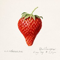 Strawberry (Fragaria) (1929) by Louis Charles Christopher Krieger. Original from U.S. Department of Agriculture Pomological Watercolor Collection. Rare and Special Collections, National Agricultural Library. Digitally enhanced by rawpixel.