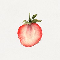 Vintage halved strawberry illustration. Digitally enhanced illustration from U.S. Department of Agriculture Pomological Watercolor Collection. Rare and Special Collections, National Agricultural Library.