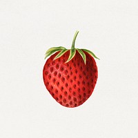 Vintage strawberry illustration. Digitally enhanced illustration from U.S. Department of Agriculture Pomological Watercolor Collection. Rare and Special Collections, National Agricultural Library.