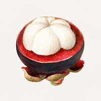 Vintage mangosteen illustration mockup. Digitally enhanced illustration from U.S. Department of Agriculture Pomological Watercolor Collection. Rare and Special Collections, National Agricultural Library.