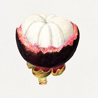 Vintage mangosteen illustration mockup. Digitally enhanced illustration from U.S. Department of Agriculture Pomological Watercolor Collection. Rare and Special Collections, National Agricultural Library.