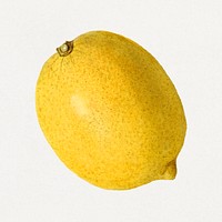 Vintage lemon illustration mockup. Digitally enhanced illustration from U.S. Department of Agriculture Pomological Watercolor Collection. Rare and Special Collections, National Agricultural Library.