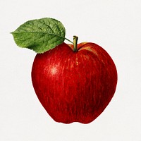 Vintage apple illustration. Digitally enhanced illustration from U.S. Department of Agriculture Pomological Watercolor Collection. Rare and Special Collections, National Agricultural Library.