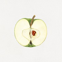 Vintage halved green apple illustration. Digitally enhanced illustration from U.S. Department of Agriculture Pomological Watercolor Collection. Rare and Special Collections, National Agricultural Library.