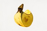 Vintage banana illustration. Digitally enhanced illustration from U.S. Department of Agriculture Pomological Watercolor Collection. Rare and Special Collections, National Agricultural Library.