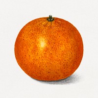 Whole orange tangerine illustration. Digitally enhanced illustration from U.S. Department of Agriculture Pomological Watercolor Collection. Rare and Special Collections, National Agricultural Library.