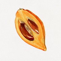 Vintage yellow sapote illustration mockup. Digitally enhanced illustration from U.S. Department of Agriculture Pomological Watercolor Collection. Rare and Special Collections, National Agricultural Library.