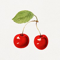 Delicious red cherries illustration. Digitally enhanced illustration from U.S. Department of Agriculture Pomological Watercolor Collection. Rare and Special Collections, National Agricultural Library.