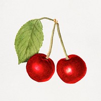 Delicious red cherries illustration. Digitally enhanced illustration from U.S. Department of Agriculture Pomological Watercolor Collection. Rare and Special Collections, National Agricultural Library.