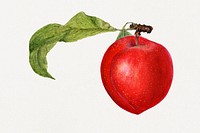 Delicious red plum illustration. Digitally enhanced illustration from U.S. Department of Agriculture Pomological Watercolor Collection. Rare and Special Collections, National Agricultural Library.