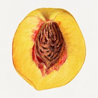 Vintage peach illustration mockup. Digitally enhanced illustration from U.S. Department of Agriculture Pomological Watercolor Collection. Rare and Special Collections, National Agricultural Library.