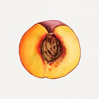 Vintage halved peach illustration. Digitally enhanced illustration from U.S. Department of Agriculture Pomological Watercolor Collection. Rare and Special Collections, National Agricultural Library.