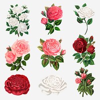 Garden rose clipart, vintage illustration set vector