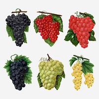 Grape illustration, fruit clipart set vector