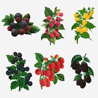 Raspberry sticker, mixed fruit illustrations set vector