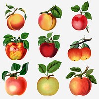 Apple & peach sticker, mixed fruit illustrations set vector