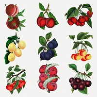 Plum & cherry variety sticker, mixed fruit illustrations set psd