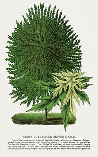 Wier's Cut Leaved Silver Maple tree lithograph.  Digitally enhanced from our own original 1900 edition plates of Botanical Specimen published by Rochester Lithographing and Printing Company.