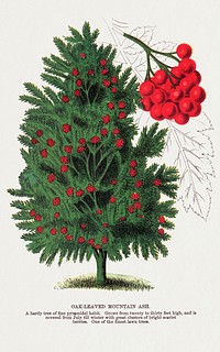 Mountain Ash tree lithograph.  Digitally enhanced from our own original 1900 edition plates of Botanical Specimen published by Rochester Lithographing and Printing Company.