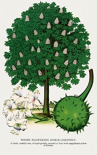 White Flowering Horse Chestnut tree lithograph.  Digitally enhanced from our own original 1900 edition plates of Botanical Specimen published by Rochester Lithographing and Printing Company.