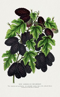 New American Mulberry lithograph.  Digitally enhanced from our own original 1900 edition plates of Botanical Specimen published by Rochester Lithographing and Printing Company.