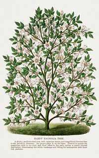 Hardy Magnolia tree lithograph.  Digitally enhanced from our own original 1900 edition plates of Botanical Specimen published by Rochester Lithographing and Printing Company.