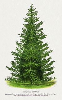 Norway Spruce tree lithograph from Botanical Specimen published by Rochester Lithographing and Printing Company. Digitally enhanced from our own original 1900 edition plates.