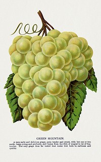 Green Mountain grape lithograph.  Digitally enhanced from our own original 1900 edition plates of Botanical Specimen published by Rochester Lithographing and Printing Company.