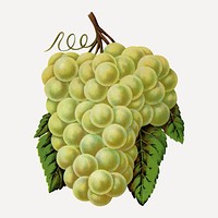 Green grape illustration vintage botanical vector