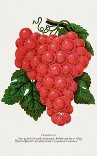 Vergennes grape lithograph.  Digitally enhanced from our own original 1900 edition plates of Botanical Specimen published by Rochester Lithographing and Printing Company.