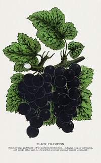 Black Champion Currants lithograph.  Digitally enhanced from our own original 1900 edition plates of Botanical Specimen published by Rochester Lithographing and Printing Company.