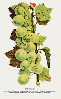 Dowing Gooseberry lithograph.  Digitally enhanced from our own original 1900 edition plates of Botanical Specimen published by Rochester Lithographing and Printing Company.