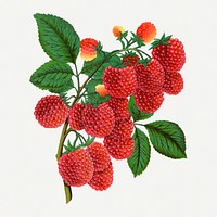 Shaffer's Colossal raspberry illustration, vintage botanical lithograph