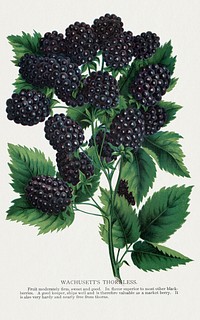 Wachusetts Thornless blackberry lithograph.  Digitally enhanced from our own original 1900 edition plates of Botanical Specimen published by Rochester Lithographing and Printing Company.