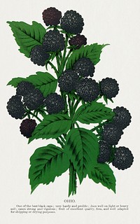 Ohio black raspberry lithograph.  Digitally enhanced from our own original 1900 edition plates of Botanical Specimen published by Rochester Lithographing and Printing Company.